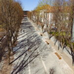 Kauno miesto savivaldybė Iš pagrindų pasikeitusi Griunvaldo gatvė tapo nauja pėsčiųjų alėja Kaune